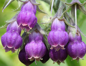 Allantoin