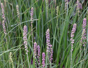 Anemarrhena