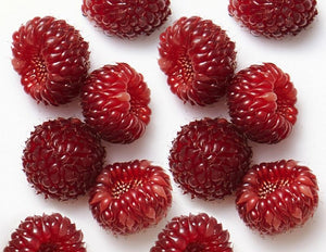 Berryflux Vita