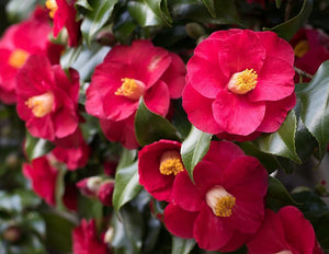 Camellia Seed Oil