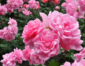 Damask Rose Water