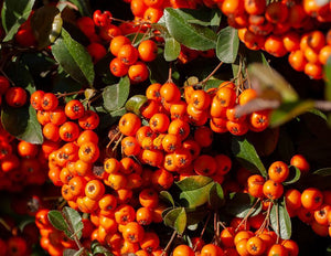 Sea Buckthorn Water