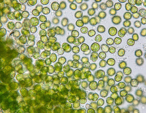 Chlorella Ferment