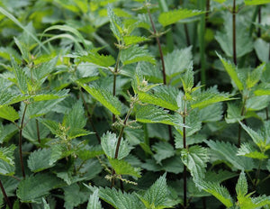 Nettle Extract